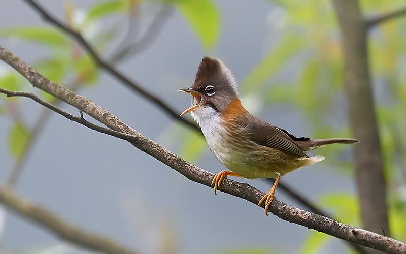 Whiskered yuhina (Yuhina flavicollis) at Phia Oac-Phia De Birding Trails - Northern Vietnam. Photo by: Bui Duc Tien - Vietnam Bird Photography Tours - Vietbirdphototours.com